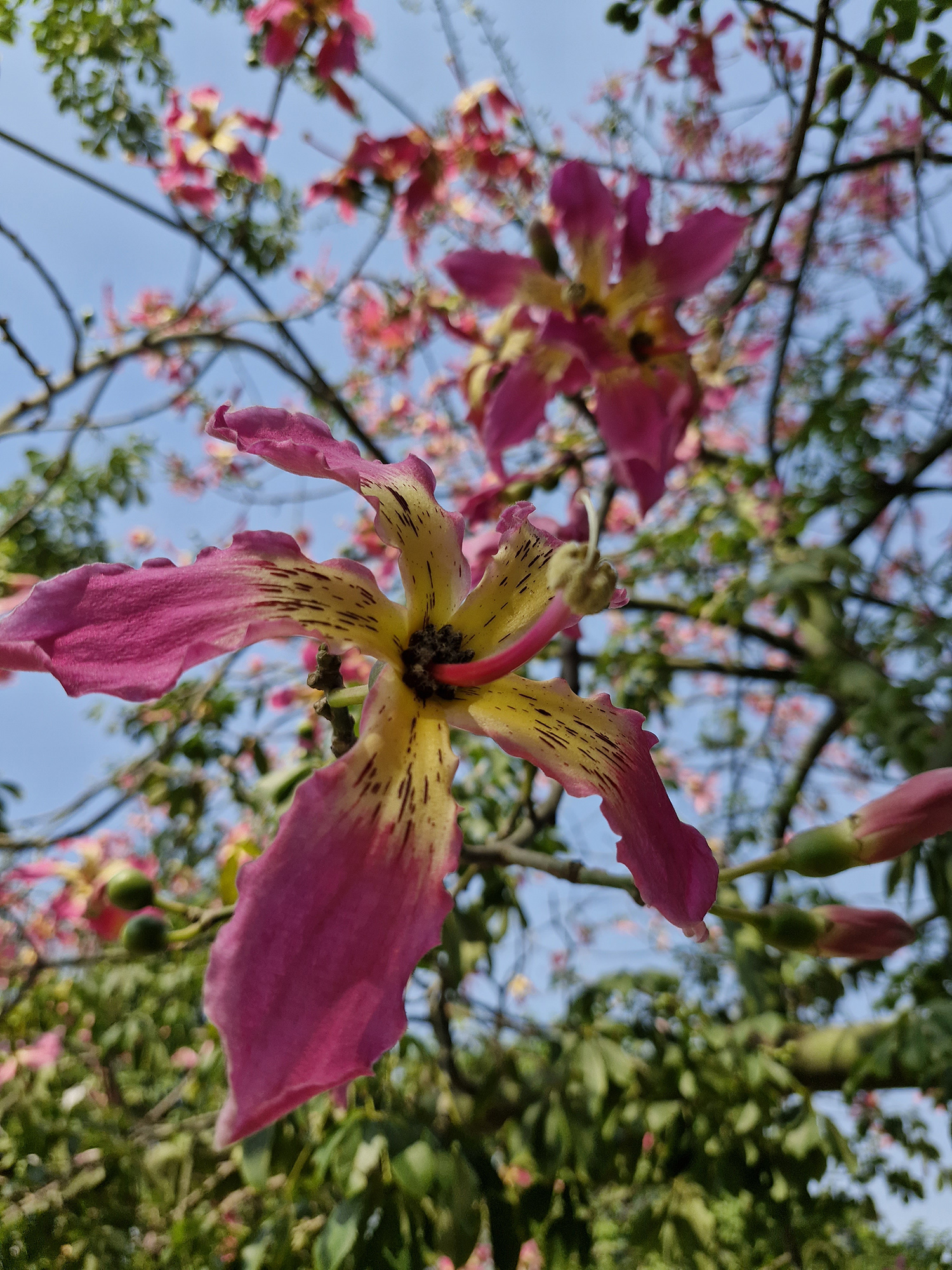 Pink and yellow flower on a tree photographed with the Samsung Galaxy S23 FE.