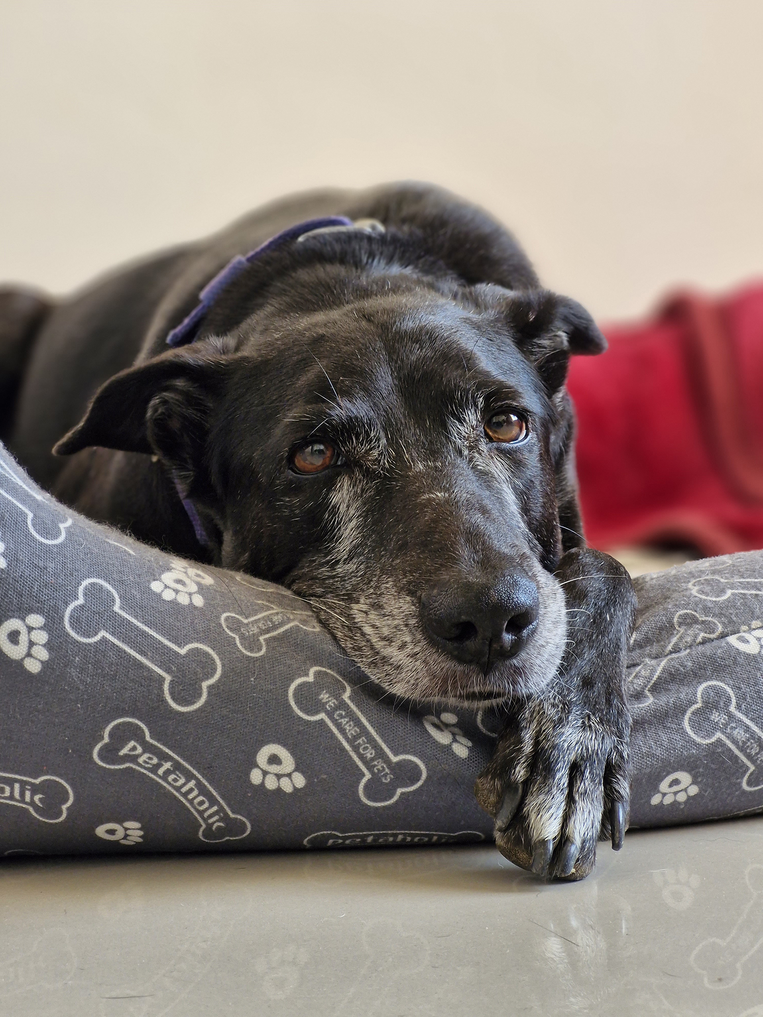Portrait of a black dog sitting in its bed photographed with the Samsung Galaxy S23 FE.