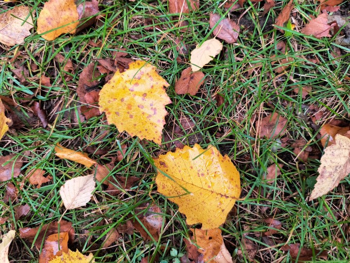 Photo of two yellow leaves on a spot of grass, taken with the Motorola Edge (2023).